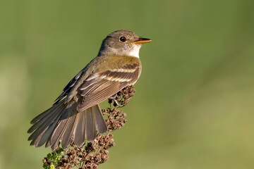 Willow Flycatcher, Empidonax traillii, close up