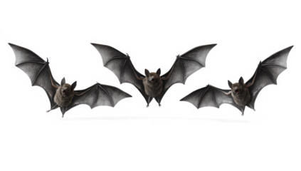 Set of flying black bats isolated on transparent background. Halloween concept. Generative AI.
