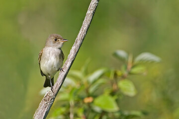 Willow Flycatcher, Empidonax traillii, perched and alert