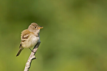 Fototapeta premium Willow Flycatcher, Empidonax traillii, with green background