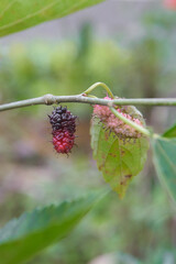 dark ripe mulberry fruit hanging from branch closeup view soft focus with blurred garden background. fresh tropical fruit for food and nature concepts