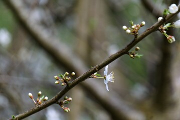 Branche fleurie .