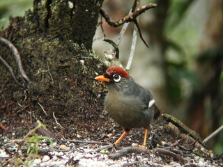 Chestnut-capped Laughingthrush, Garrulax mitratus, on the ground