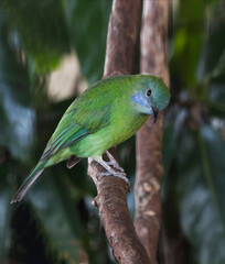 Vertical of a female Orange-bellied Leafbird, Chloropsis hardwickii