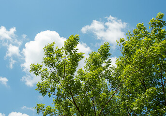 Fototapeta premium Green leaves against the blue sky