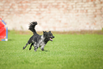 Dog is jumping over the hurdles. Amazing day on czech agility competition.	