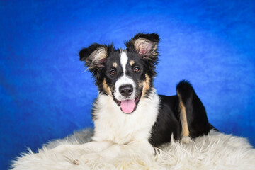 Cute Border Collie puppy lying on fluffy rug in studio. Adorable Border Collie puppy lying on a white fluffy rug against a blue studio background. The young dog looks directly at the camera.