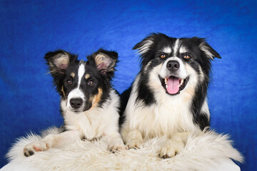 Two happy Border Collie dogs posing together in studio.Portrait of two cheerful Border Collie dogs lying side by side on a fluffy rug, looking at the camera with tongues out. Studio shot with blue
