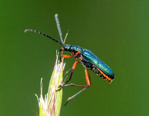 Naklejka premium Close-up of a colorful longhorn beetle on a plant stem