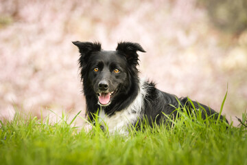 Spring portrait of dog in nature. He is so cute in the nature. He has so lovely face	
