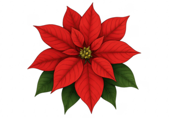 Christmas poinsettia blooming with red petals and green leaves on transparent background