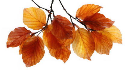 A branch with several orange and yellow autumn leaves, isolated on transparent background