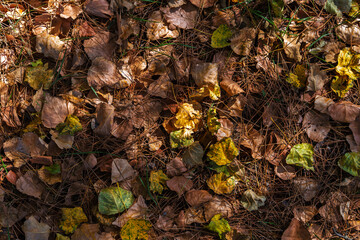 fallen first autumn leaves on the grass under the tree, shadows and stripes of light on the leaves, concept for background about autumn holidays with copy space