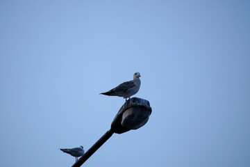 Two seagulls perched on street lamp against clear blue sky, symbolizing freedom, urban wildlife, and harmony of nature in city environment
