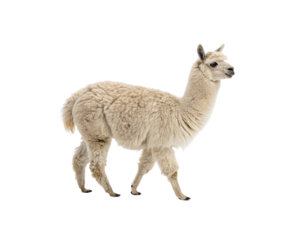 Side profile of a beautiful fluffy llama walking peacefully, isolated on a white background