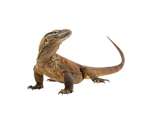 Obraz premium Komodo Dragon Majestic Indonesian Lizard