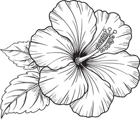 Fototapeta premium Hibiscus Flower Line Art – Black and White Botanical Floral Illustration