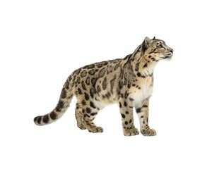 Naklejka premium Majestic Snow Leopard A Symbol of the Wild
