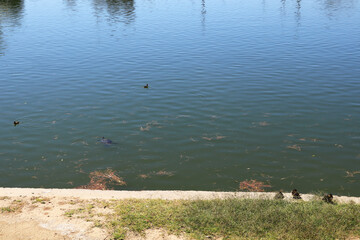Cute Mallard ducklings swimming in calm, green-tinged lake water along with submerged Red-eared Slider turtle