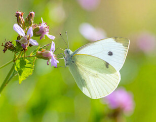 Naklejka premium Cabbage white butterfly feeding on nectar from delicate pink wildflowers in a sunny meadow