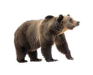Fototapeta premium A majestic brown bear standing on a white background, showcasing its powerful build and wild nature