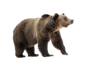 A majestic brown bear standing on a white background, showcasing its powerful build and wild nature
