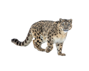 Obraz premium Majestic Snow Leopard Walking in a Snowy Environment on White Background