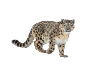 Majestic Snow Leopard Walking in a Snowy Environment on White Background