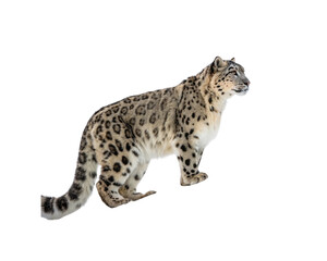 Naklejka premium Majestic snow leopard, a rare and elusive big cat of the mountains, showcasing its stunning spotted coat and powerful build, captured on a clean background