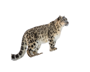 Majestic snow leopard, a rare and elusive big cat of the mountains, showcasing its stunning spotted coat and powerful build, captured on a clean background