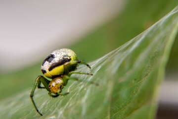 Spider on Webbed Leaf Surface