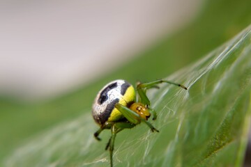 Green Cradle, Silver Watcher