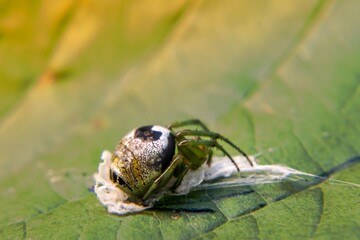 Guardian of the Leaf
