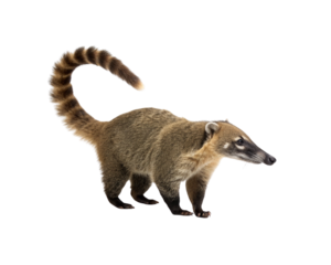 A Curious Coati Brown Fur and Distinctive Tail on White Background