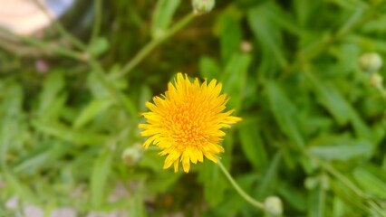 Obraz premium Yellow dandelions on a green meadow