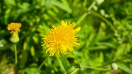 Yellow dandelions on a green meadow