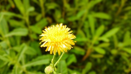 Yellow dandelions on a green meadow