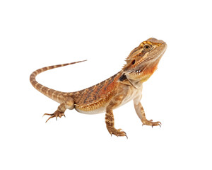 Naklejka premium Bearded Dragon A Detailed Portrait Against a Clean White Background
