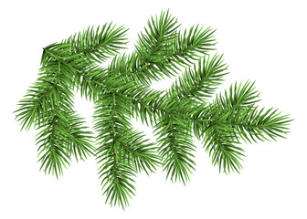Christmas tree branch isolated on white background, fir.