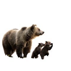 Obraz premium female-eurasian-brown-bear-and-her-cubs-in-boreal (1)