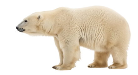 A majestic polar bear stands tall, its thick, white fur contrasting against the backdrop. This photorealistic capture of the bear highlights the strength and resilience of this iconic arctic animal.