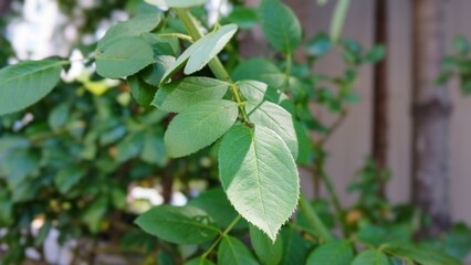 Close up of a green leaves