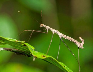 Insect on a leaf