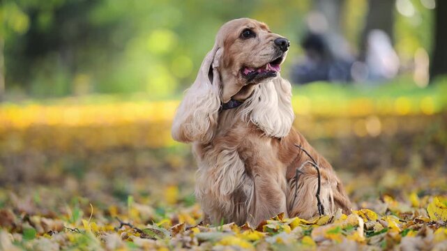 Red spaniel dog resting in autumn park with orange leaves.