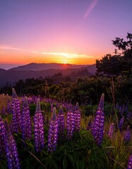 Vibrant sunset over lupine field