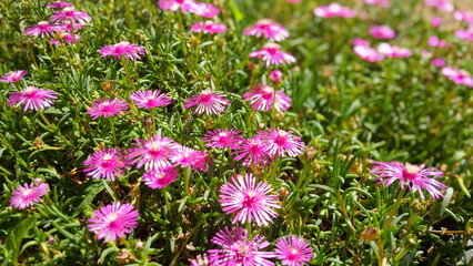 Pink flower in the garden