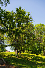 trees in the park
