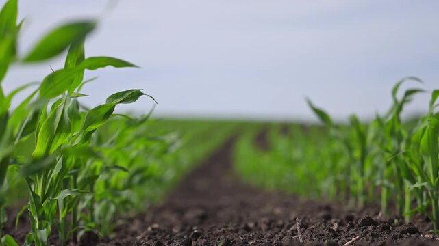 Sprouting corn rows stretch into horizon, soft wind flows.