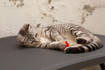 Playful gray tabby kitten lying on back, holding red flower with paws, indoor setting.