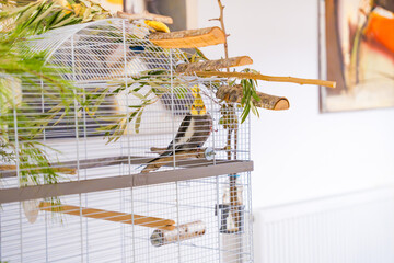 Cute cockatiel sitting in a spacious white cage decorated with fresh pine, cedar, and leafy branches. Natural enrichment setup for pet bird in modern home interior. Eco-friendly living. No people.